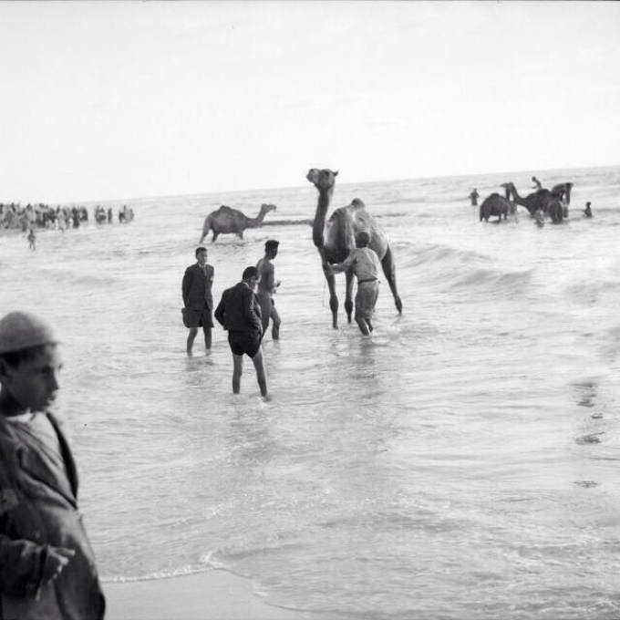 42_Gaza_Palestine_beach_w_camels_1943